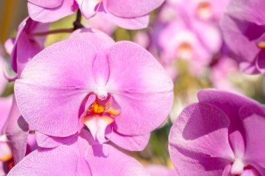 Narin pembe orkide phalaenopsis yeşil bir bahçe içinde.