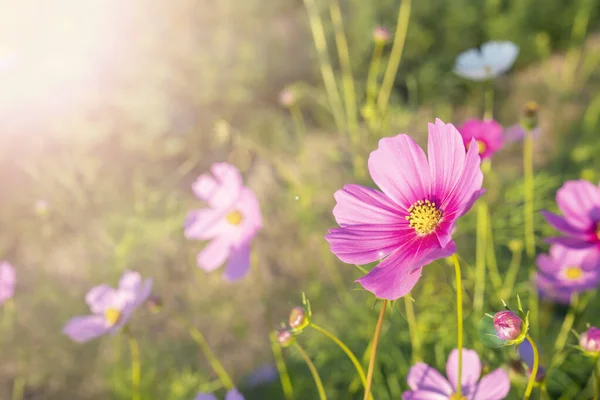 陽射しの強い野の美しいコスモスの花 — ストック写真