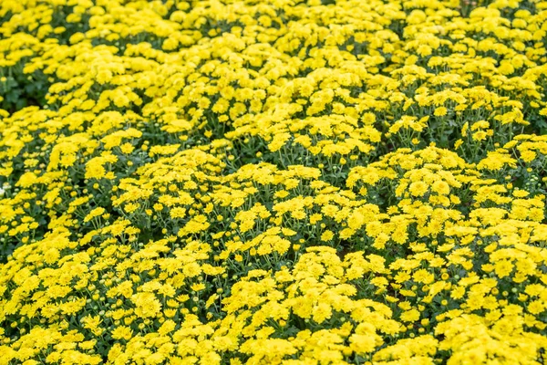 Μαλακό Κίτρινο Χρυσάνθεμο Λουλούδια Φύση Αφηρημένο Φόντο — Φωτογραφία Αρχείου