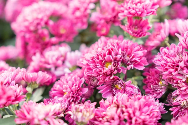 Μαλακό Ροζ Μωβ Χρυσάνθεμο Λουλούδια Φύση Στον Κήπο — Φωτογραφία Αρχείου