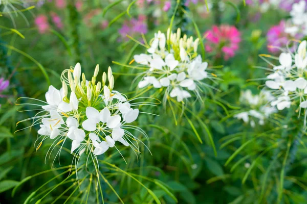 Bahçedeki Çiçekleri Kapat Tarenaya Hassleriana — Stok fotoğraf