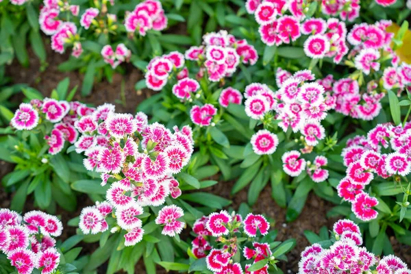 Dianthus Chinensis Dianthus Butterfly Flower Same Carnation Beautiful Flowers — Stock Photo, Image