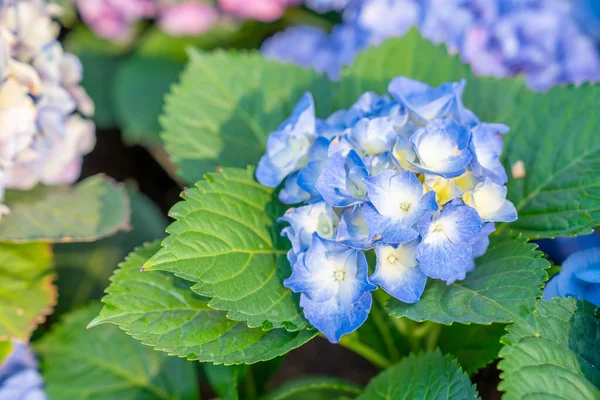 Bahçede Yetişen Mavi Ortanca Çiçekleri — Stok fotoğraf
