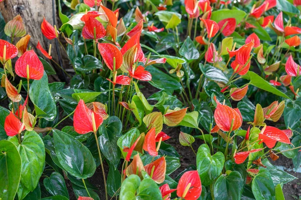 Veel Rode Anthuriums Met Groene Bladeren — Stockfoto
