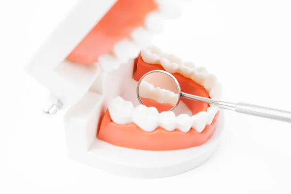 Beyaz Arkaplanda Diş Aynası Olan Diş Modeli — Stok fotoğraf
