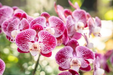 Kışın veya ilkbaharda bahçede orkide çiçeğinin yakın çekimi, Phalaenopsis orkidesi.