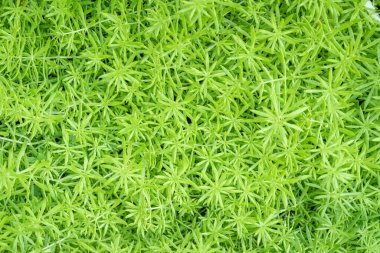 Arkaplan olarak yeşil altın yosun sedum dokusu.