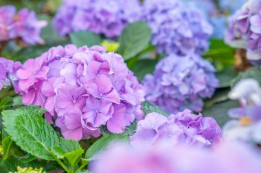 Yazın yetişen pembe Bigleaf Ortanca (Hydrangea makrophylla) çiçekleri. 