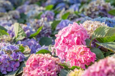 Yazın yetişen pembe Bigleaf Ortanca (Hydrangea makrophylla) çiçekleri. 