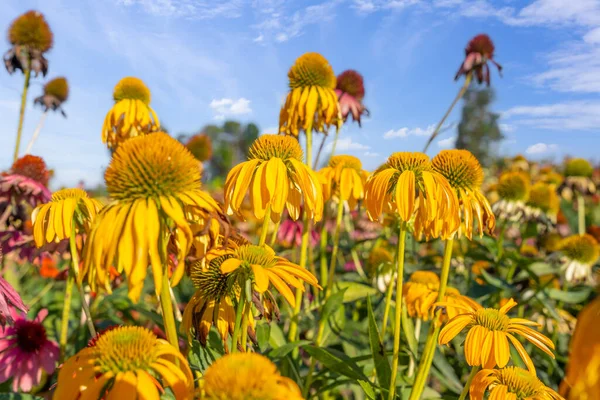 エキナセア純尿素の黄色の花 ソムブレロ黄色 自然に近い屋外環境で 円錐花 — ストック写真