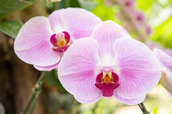 stock image Pink streaked orchid flower in the garden.