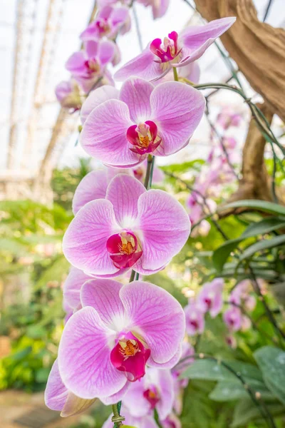 Большие Пурпурные Белые Орхидеи Phalaenopsis Саду — стоковое фото