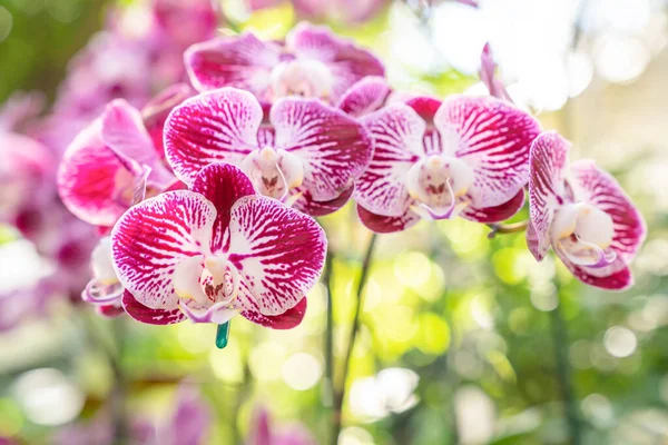 Phalaenopsis Orchideen Hybriden Schöne Rosa Orchidee Blüht Garten Mit Geringer — Stockfoto