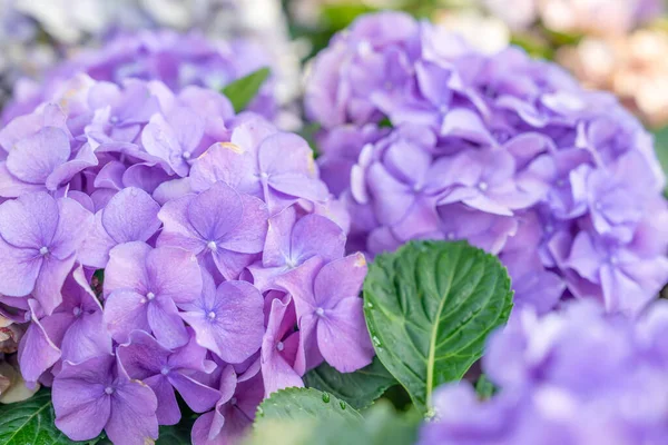 Çiçekli Leylak Açık Mavi Ortanca Çiçekleri Bahçedeki Güzel Çiçeklerin Fotoğrafını — Stok fotoğraf