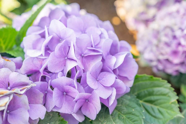 Çiçekli Leylak Açık Mavi Ortanca Çiçekleri Bahçedeki Güzel Çiçeklerin Fotoğrafını — Stok fotoğraf