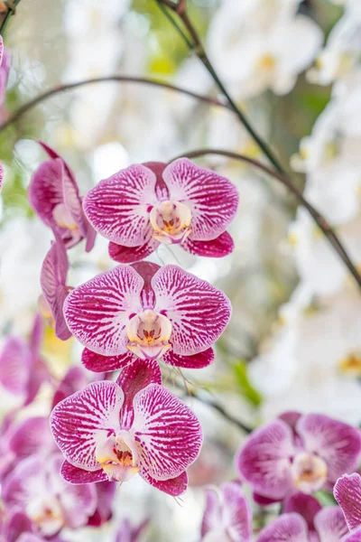 Pink and white moon orchids. Also known as a moth orchid. Botanical name: Phalaenopsis Aphrodite