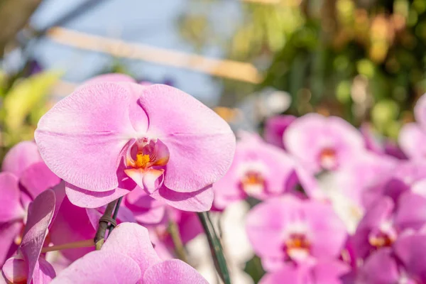 Pink orchids in an orchid garden.