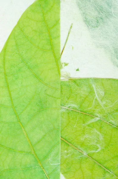 緑の葉の骨格を持つ紙の背景 — ストック写真