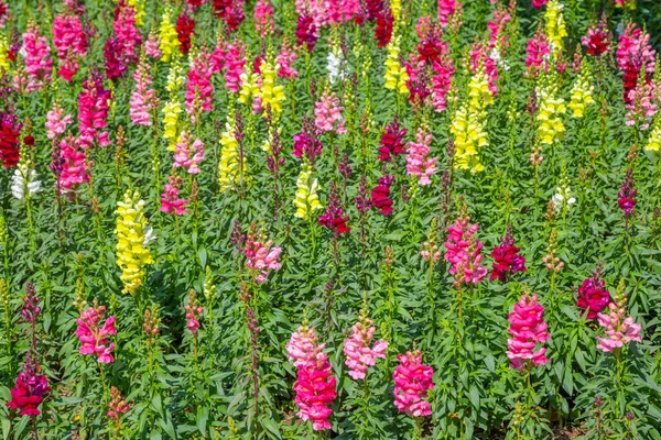 Colorful Snapdragon Flowers Garden — Stock Photo, Image