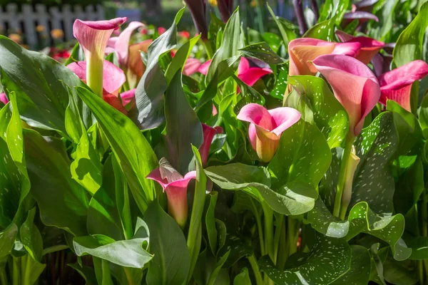 Ροζ Φρέσκα Λουλούδια Calla Lilly Στο Φόντο Της Φύσης — Φωτογραφία Αρχείου