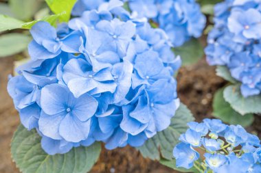 Mavi ortanca çiçekleri Bahçe, çiçek arka planda