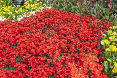Begonyalılar en popüler bitkilerimizden biridir, genellikle ev bitkisi olarak ve gölgeli yaz yataklarında kullanılır..