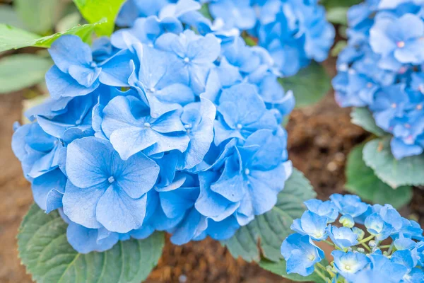Mavi Ortanca Çiçekleri Bahçe Çiçek Arka Planda — Stok fotoğraf