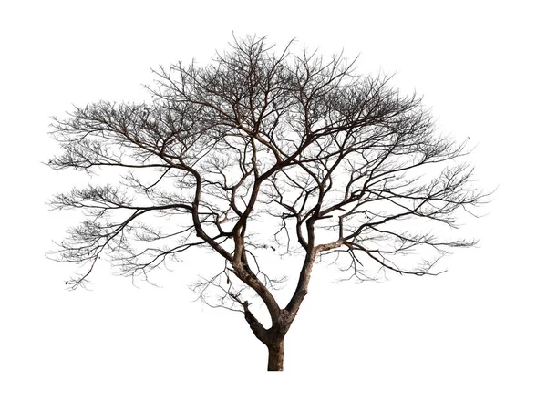 Duże Martwe Drzewo Izolowane Białym Tle — Zdjęcie stockowe