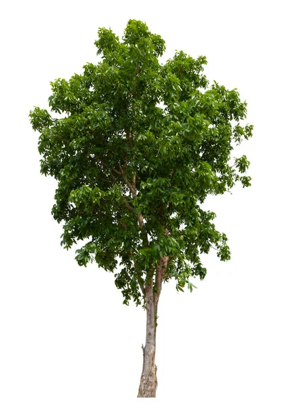 Δέντρο Απομονωμένο Λευκό Φόντο Αποθήκευση Διαδρομής Αποκοπής Απομονωμένο Τροπικό Δέντρο — Φωτογραφία Αρχείου