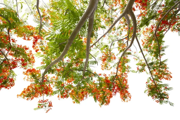 Under Flam boyant tree or Flame tree or Royal Poinciana tree isolated on white background