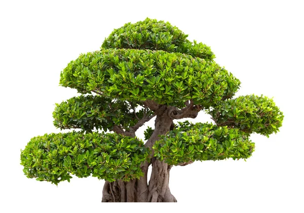 Ficus Bonsai Una Planta Árbol Que Empequeñece Aislado Sobre Fondo — Foto de Stock