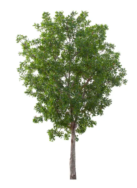 Дерево Изолированы Белом Фоне Сохранить Обрезки Пути Тропическое Дерево Изолировано — стоковое фото