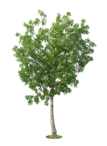 Drzewo Izolowane Białym Tle Zapisz Ścieżkę Przycinania Drzewo Tropikalne Izolowane — Zdjęcie stockowe