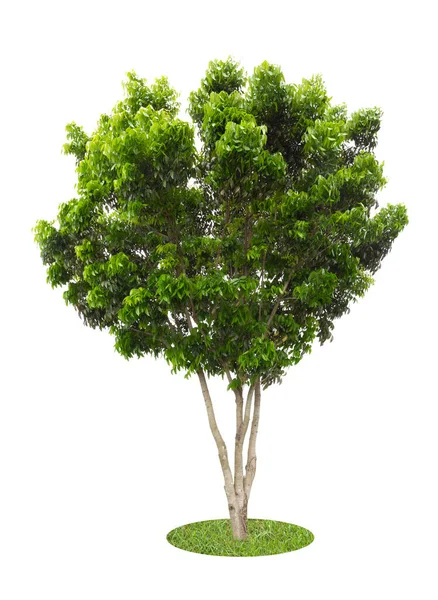 Drzewo Izolowane Białym Tle Zapisz Ścieżkę Przycinania Drzewo Tropikalne Izolowane — Zdjęcie stockowe