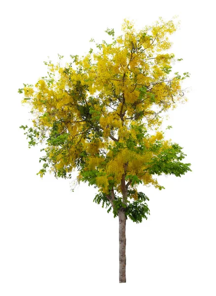 Cassia Fistula Tree Golden Shower National Tree Thailand Isolated White — 图库照片