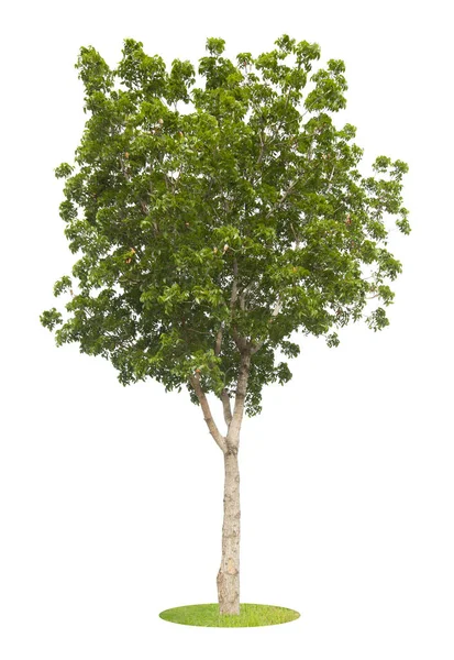 Drzewo Odizolowane Białym Tle Drzewo Tropikalne Izolowane — Zdjęcie stockowe