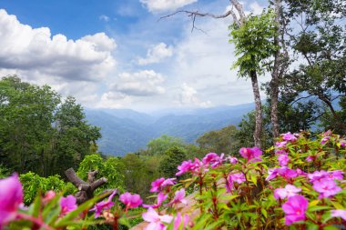 Mavi gökyüzü ile doğal dağ arka planı. Ön planda odak dışı çiçekler var. Chiang Rai bölgesi. Tayland.