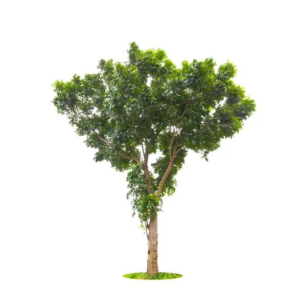 Duże Tropikalne Drzewa Odizolowane Białym Tle Używane Projektowania Zapisana Ścieżka — Zdjęcie stockowe
