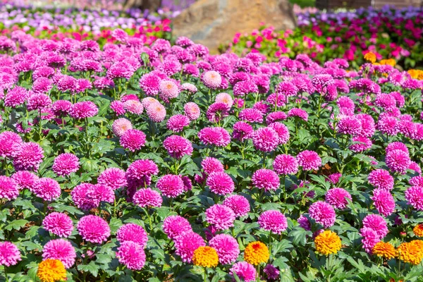 Beautiful Bright Chrysanthemums Bloom Autumn Garden — Stock Photo, Image