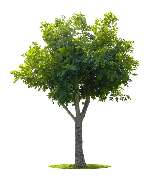 Tropický Strom Izolovaný Bílém Pozadí Uložit Cestu Výstřižku — Stock fotografie