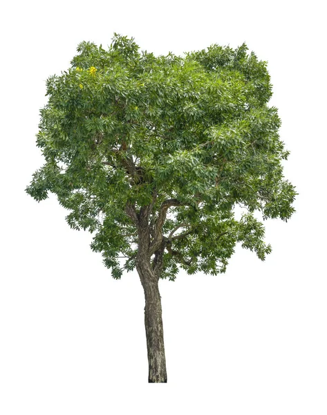 Tropikalne Drzewo Odizolowane Białym Tle Zapisz Ścieżkę Wycinania — Zdjęcie stockowe