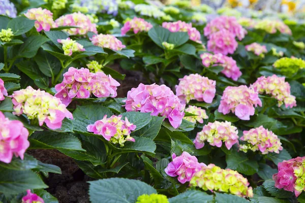 Blühende Hortensienpflanze Mit Schönen Bunten Blumen Garten — Stockfoto