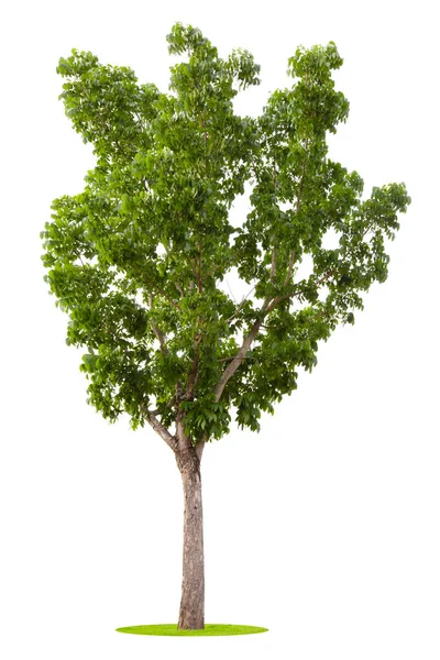 Beyaz Arka Planda Izole Edilmiş Ağaç Yeşil Yaprak Yaprakları Tropikal — Stok fotoğraf