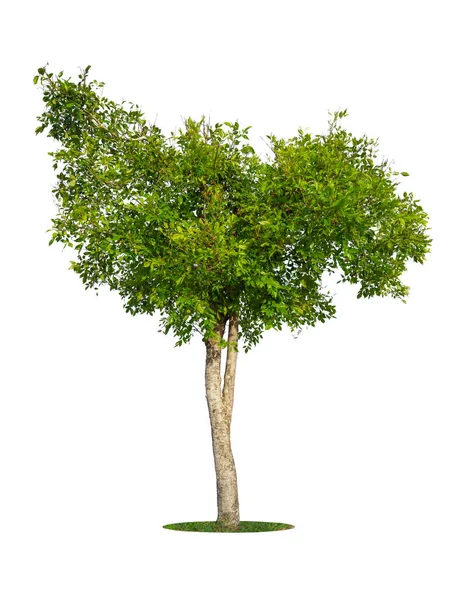 Träd Isolerad Vit Bakgrund Gröna Löv Blad Tropiska Träd Lämpliga — Stockfoto