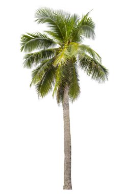 Beyaz arkaplanda izole edilmiş hindistan cevizi palmiyesi, kaydedilmiş kırpma yolu.