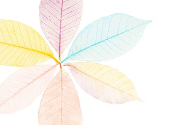 Beyaz arkaplanda izole edilmiş dekoratif iskelet yaprağı kümesi.