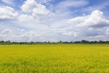 Doğal arka planda mavi gökyüzü olan yeşil pirinç çayırları.