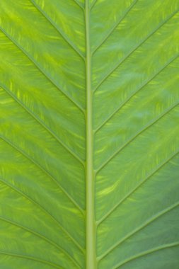 bir bitkinin yaprak yeşil doku yakın çekim