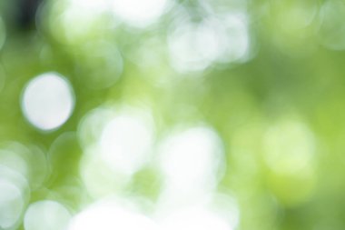 Soyut yeşil renk doğa bulanıklığı ilkbahar ve yaz mevsimlerinde açık hava parkı güneş ışığı etkisiyle