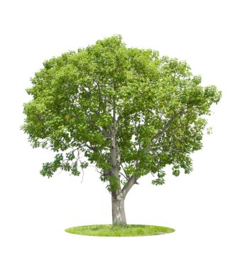 Beyaz arkaplanda izole edilmiş tek ağaç